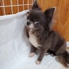 チワワのララちゃん♀️６才 サムネイル3
