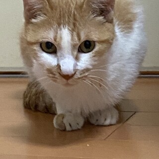 多頭現場のおっとり優しい茶白  メイちゃん