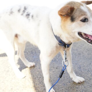 おとなしく可愛い子です