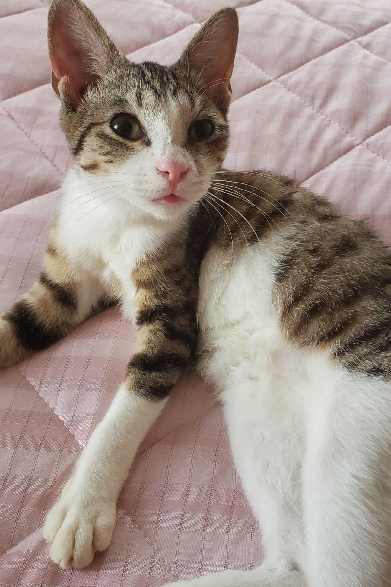 器量よし性格よしのキジ白女の子 神奈川県 猫の里親募集 ペットのおうち 月間利用者150万人 器量よし性格よしのキジ白女の子 神奈川県 猫の里親募集 ペットのおうち 月間利用者150万人