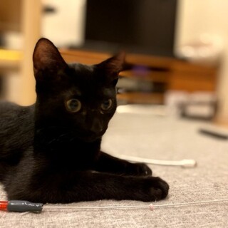 まんまるお目目のまるちゃん♡