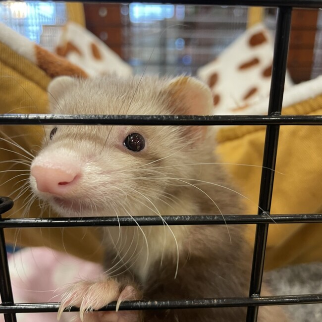 ラヴぃのカバー写真