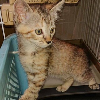 一時停止7/9生まれかわいいパステルさび猫ちゃん♀