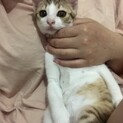 子猫の里親さん募集中です
