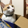 ニケぽん