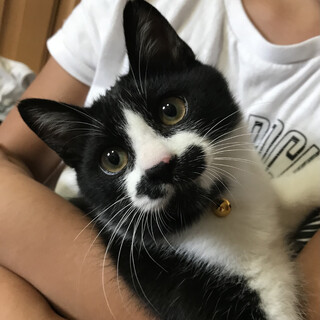 ☆決定☆とっても可愛い声の【ちょび】