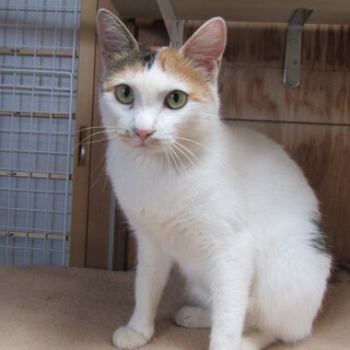 【決定！】保護猫のチャーちゃん　３才の女の子