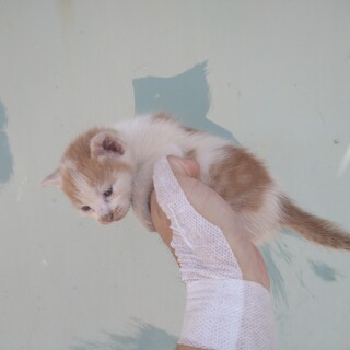 茶ハチ　ぶちぶち模様　メス