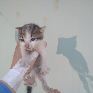 キジハチ　オス