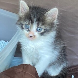 4匹兄弟です。茶トラは男の子。白黒は女の子です。