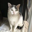 猫エイズキャリアです