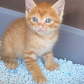 4匹兄弟です、茶トラが男の子で、白黒が女の子です。