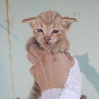 茶トラ(アメショ柄)　メス　カギ尻尾