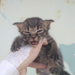 キジトラ　オス　カギ尻尾