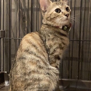 【3姉妹】おっとり系のりんごちゃん