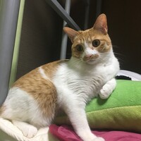 カルピス