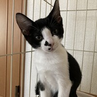 てん