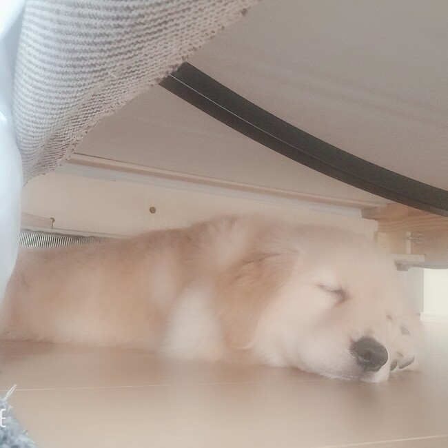 Loaろあのカバー写真