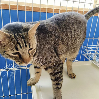 きじトラ｢まめきち｣ SKU： 20s11