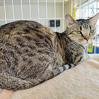 きじトラ｢ふたかた｣ SKU： 20s14