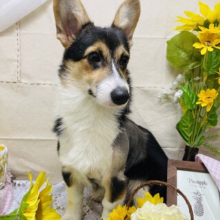 5ヶ月コーギー女の子　※心臓病あり