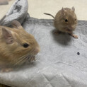 デグーちゃん
