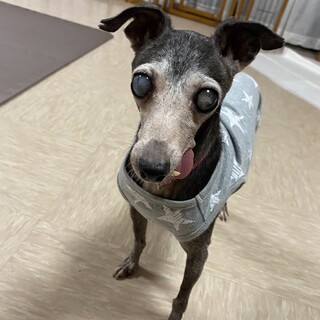 全盲ハイシニアのイタグレぼたんに家族を