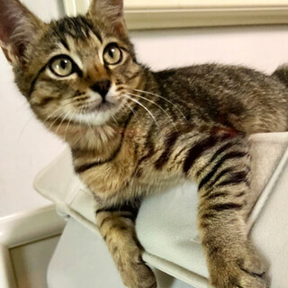 人なつこい♪美男子！生後２ヶ月半 桃太くん