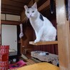 多頭飼いファミリーより、2番目に人懐こい猫です サムネイル2