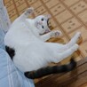 多頭飼いファミリーより、2番目に人懐こい猫です サムネイル3