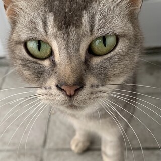 推定約3歳の女の子　懐っこいグレーの美猫