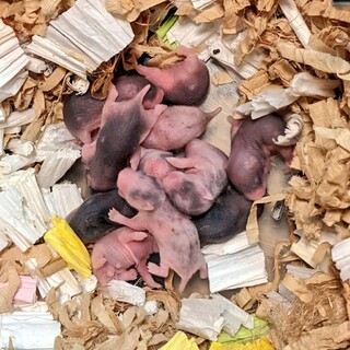 ゴールデンハムスター赤ちゃん