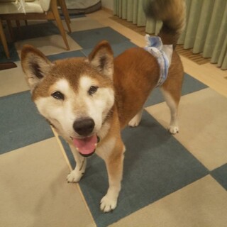 募集一旦停止　優しくシッポを振るオーちゃん