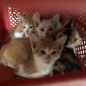 兄弟でも1匹でも