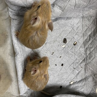 デグー　サンド♀　