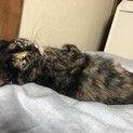推定3〜4ヶ月のサビネコ（メス）の里親を募集中です