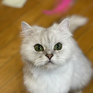 チンチラシルバー５歳の女の子