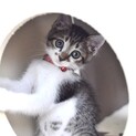 美貌の子猫マロンちゃん