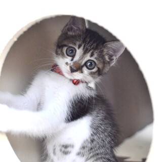 美貌の子猫マロンちゃん