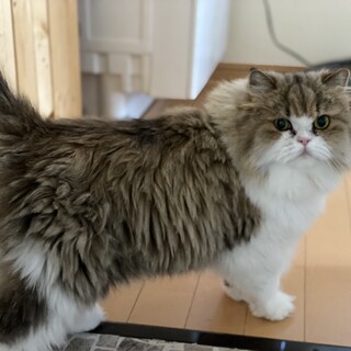 エキゾチック8歳