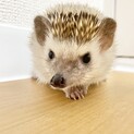 ハリネズミを可愛がってくださる方募集