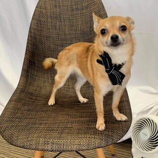 ポメチワMix　ももちゃん 　里親様募集☆