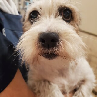 ジャックラッセル♬ポンちゃん♪里親絶賛募集中！