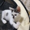 ハート模様の可愛子ちゃん！家族決定！
