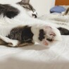 こむまる