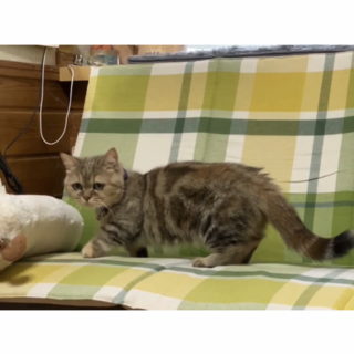 短足マンチカン女の子