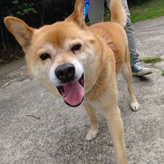ファニーフェイスの柴犬ミックス系『カンちゃん』