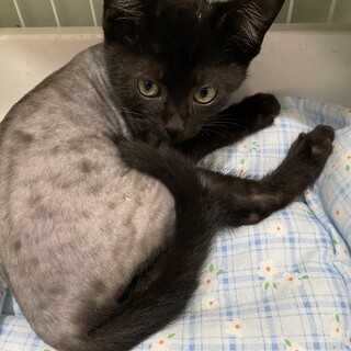 サマーカットのこぐま君
