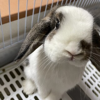 1歳のホーランドロップ☆可愛い女の子。