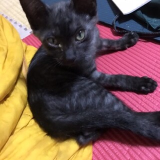 山口と福岡県で募集　やんちゃだけどやさしい女の子